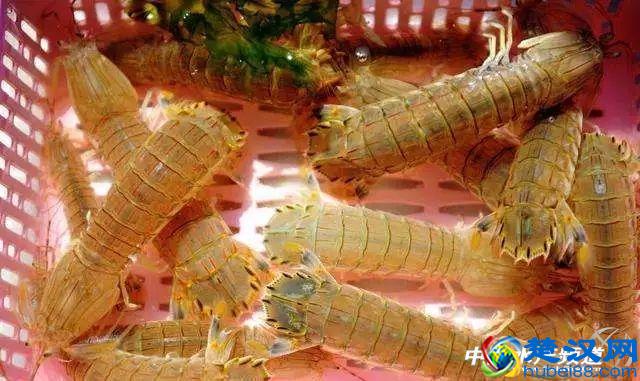 吃了这么多年虾，你能分清品种吗？