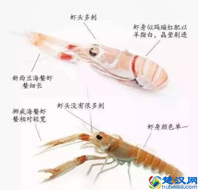 吃了这么多年虾，你能分清品种吗？