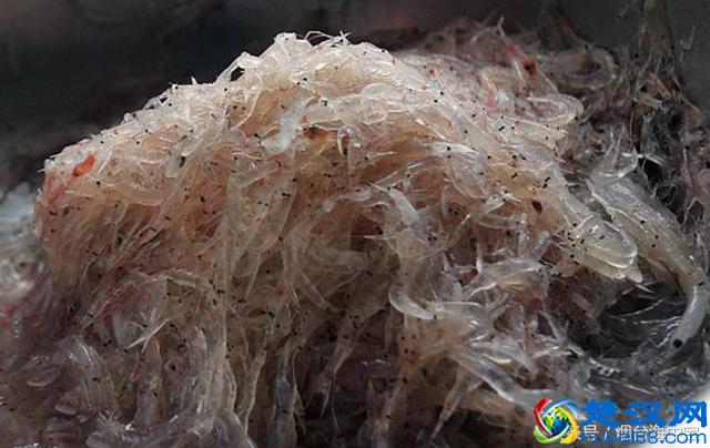 虾皮到底是什么虾做的？虾皮的知识，你都了解吗？