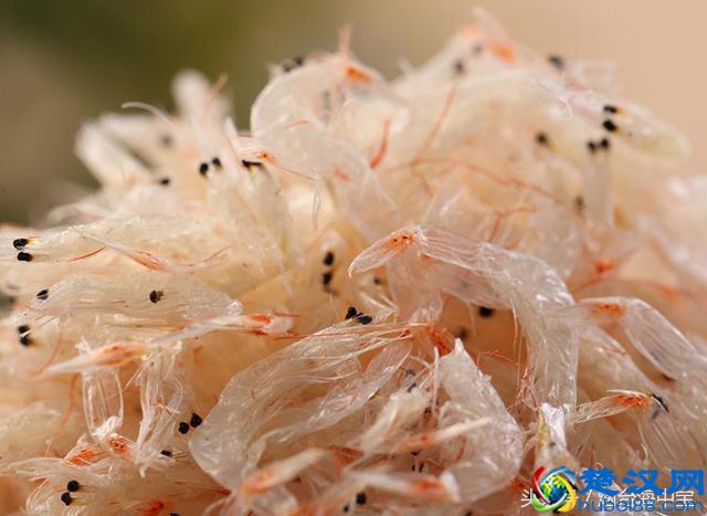 虾皮到底是什么虾做的？虾皮的知识，你都了解吗？