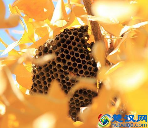 捅了马蜂窝别浪费 蜂巢杀菌消炎功效媲美蜂蜜