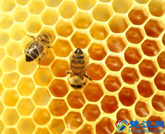 捅了马蜂窝别浪费 蜂巢杀菌消炎功效媲美蜂蜜