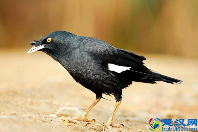 开元宠物食品谈八哥鸟的放养与盘飞技巧