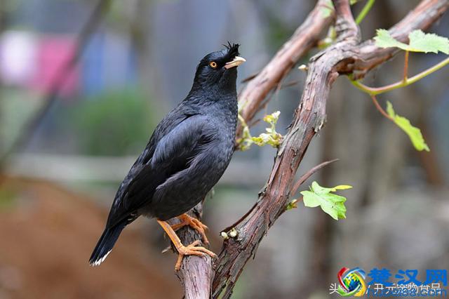 开元宠物食品谈八哥鸟的放养与盘飞技巧