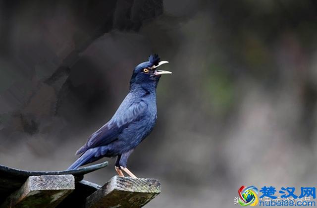 开元宠物食品谈八哥鸟的放养与盘飞技巧