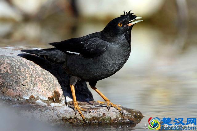 开元宠物食品谈八哥鸟的放养与盘飞技巧