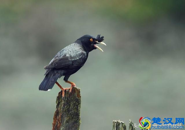 开元宠物食品谈八哥鸟的放养与盘飞技巧