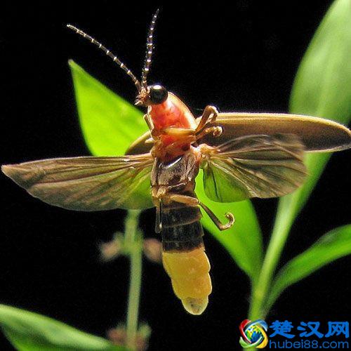 为什么萤火虫在黑夜里能够发光，而在白天却不能？