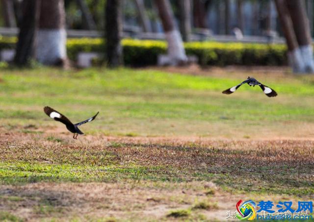开元宠物食品谈八哥鸟的放养与盘飞技巧