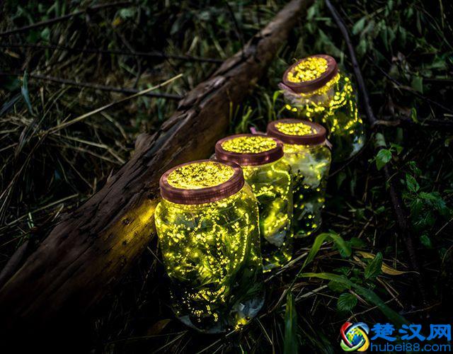 为什么萤火虫在黑夜里能够发光，而在白天却不能？