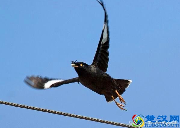 开元宠物食品谈八哥鸟的放养与盘飞技巧