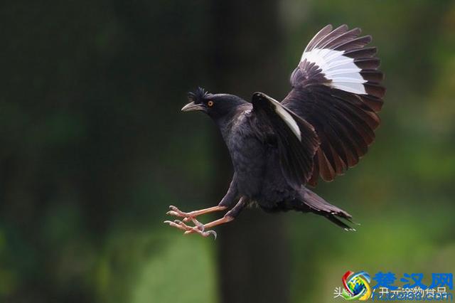 开元宠物食品谈八哥鸟的放养与盘飞技巧