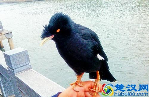 开元宠物食品谈八哥鸟的放养与盘飞技巧