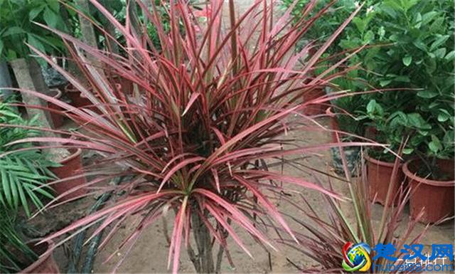 10大防辐射植物，可以起到缓解视疲劳的作用