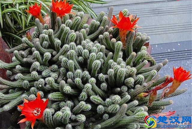 10大防辐射植物，可以起到缓解视疲劳的作用