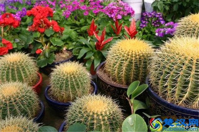 10大防辐射植物，可以起到缓解视疲劳的作用