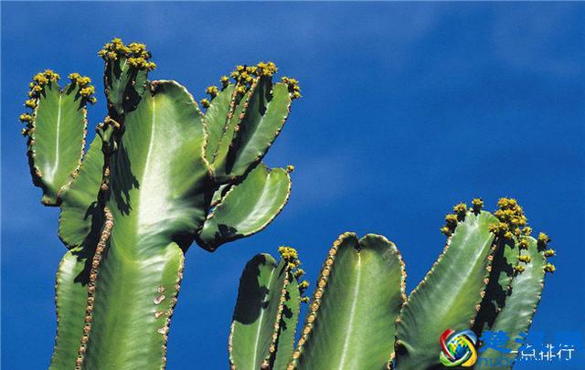 10大防辐射植物，可以起到缓解视疲劳的作用