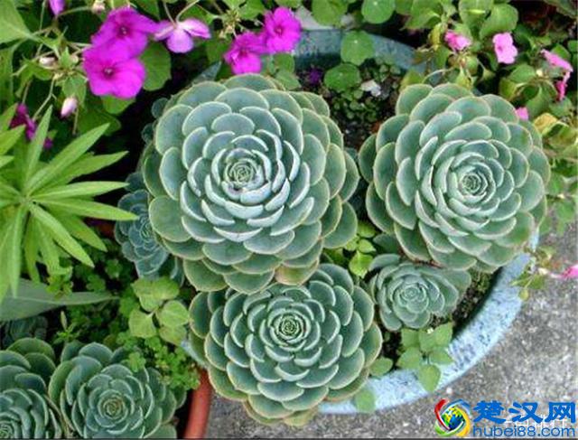 10大防辐射植物，可以起到缓解视疲劳的作用