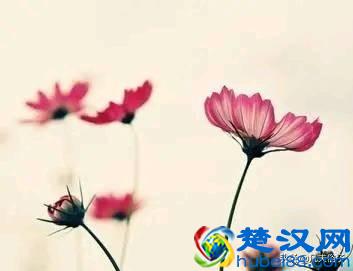 知己和情人有什么区别