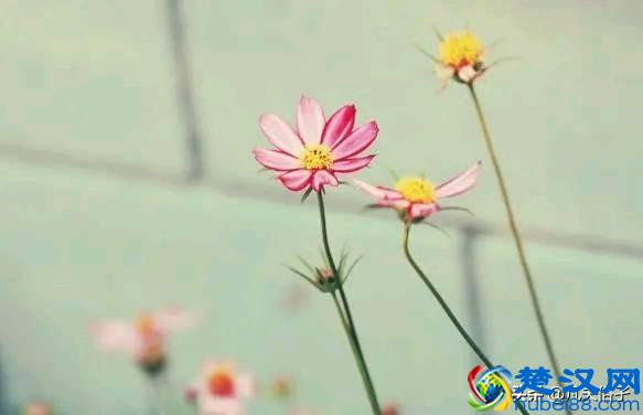 知己和情人有什么区别