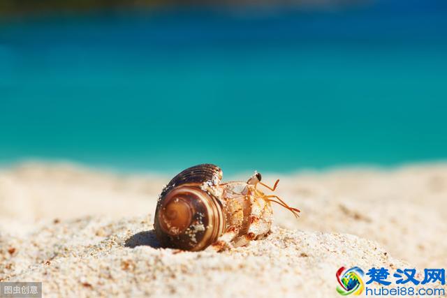 你知道寄居蟹怎么养吗？我来教你，非常可爱的一小小只哦