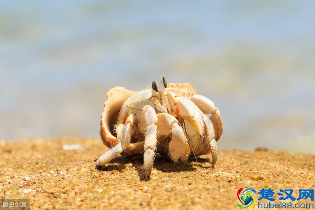 你知道寄居蟹怎么养吗？我来教你，非常可爱的一小小只哦