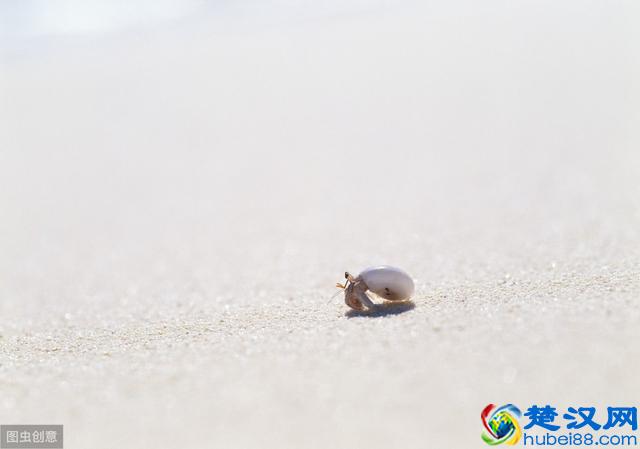 你知道寄居蟹怎么养吗？我来教你，非常可爱的一小小只哦