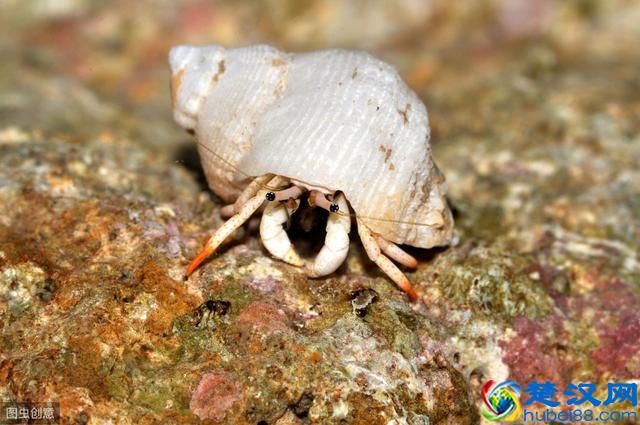你知道寄居蟹怎么养吗？我来教你，非常可爱的一小小只哦