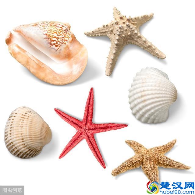 你知道寄居蟹怎么养吗？我来教你，非常可爱的一小小只哦