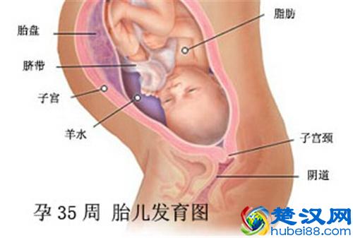 孕35周胎儿听力发育成熟 35周胎儿发育情况和注意