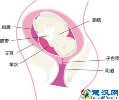 孕35周胎儿听力发育成熟 35周胎儿发育情况和注意
