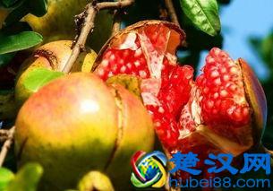孕妇能吃石榴吗？ 孕妇吃石榴促进胎儿健康