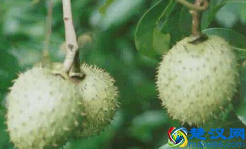 2017刺果番荔枝多少钱一斤 刺果番荔枝哪里有卖