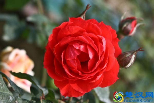 99朵玫瑰花谐音中文“久久”，99朵玫瑰代表什么