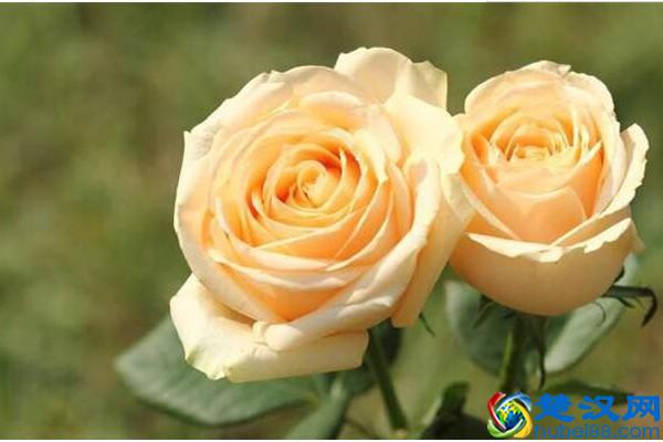 99朵玫瑰花谐音中文“久久”，99朵玫瑰代表什么