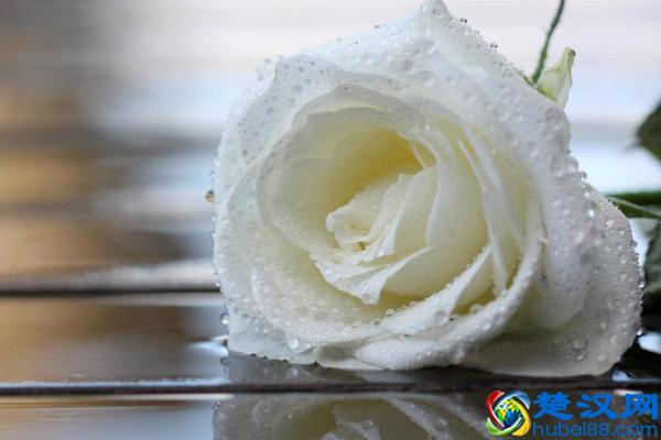 99朵玫瑰花谐音中文“久久”，99朵玫瑰代表什么