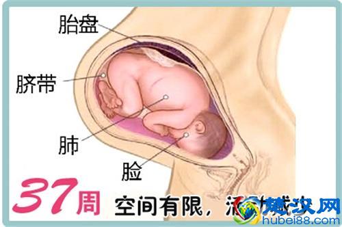 孕37周胎儿发育情况 怀孕37周 胎头入盆是什么感觉？