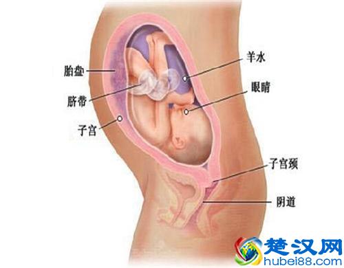 孕37周胎儿发育情况 怀孕37周 胎头入盆是什么感觉？