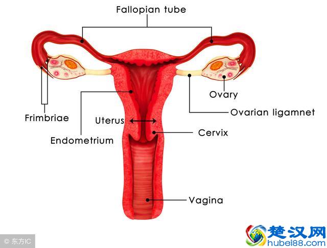 患有子宫肌瘤会出现的7个症状