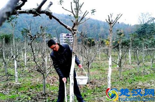 冬季树木刷石灰水有什么好处