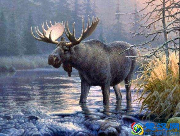 四不像是什么动物？