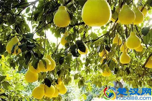 来广东旅游，带点啥？手信大盘点！