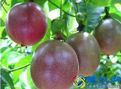 孕妇可以吃百香果的籽吗 孕妇吃百香果对胎儿的好处