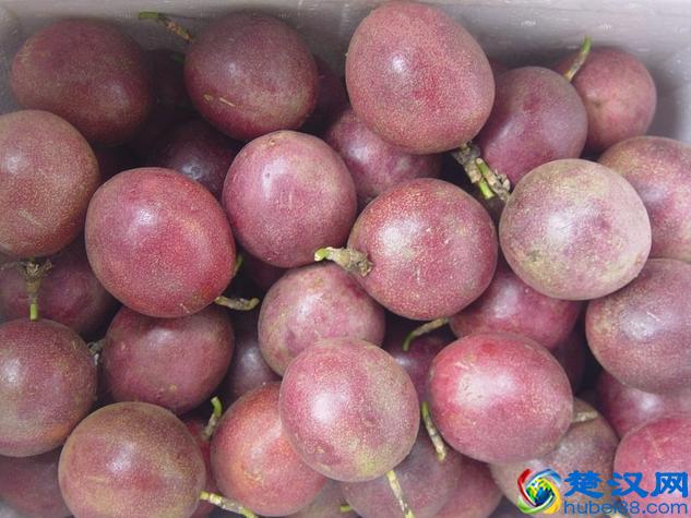 孕妇可以吃百香果的籽吗 孕妇吃百香果对胎儿的好处