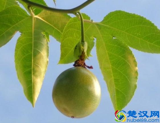 孕妇可以吃百香果的籽吗 孕妇吃百香果对胎儿的好处