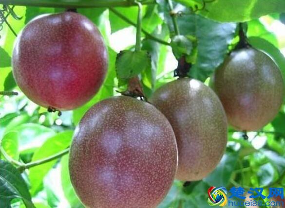 论百香果泡水的6大神效！孕妇吃百香果对胎儿好吗？