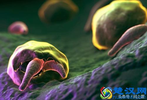 注意,这些寄生虫可能在你的身上,你却不知道!