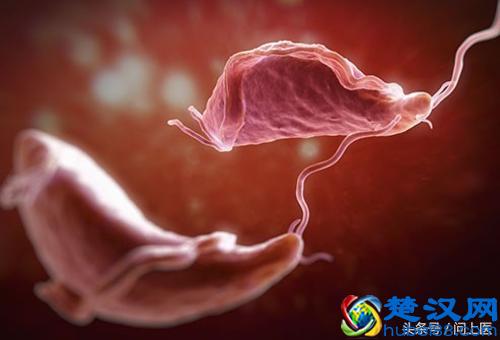 注意,这些寄生虫可能在你的身上,你却不知道!