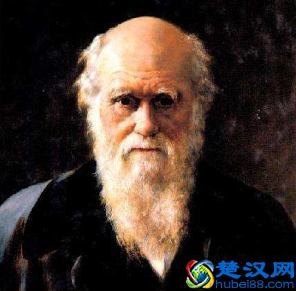 雄孔雀的尾巴完全称不上有效率，反而更像一种累赘