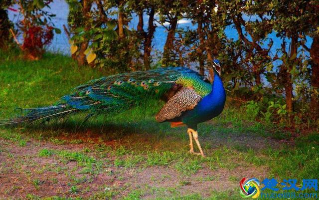 雄孔雀的尾巴完全称不上有效率，反而更像一种累赘